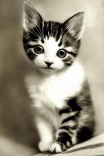 portrait photo of a cute kitten 1930 -s75 -b1 -W512 -H768 -C7.5 -mk_euler_a -S3540741058